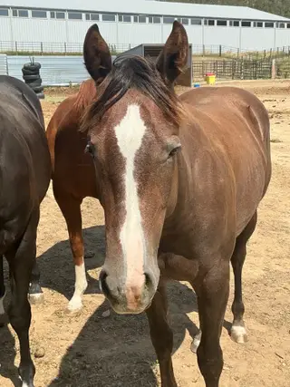BCR Lynneas Stargun (Reba), 1 Year Old Brown Quarter Horse Filly for Sale in Sundance, WY, photo 5 of 5