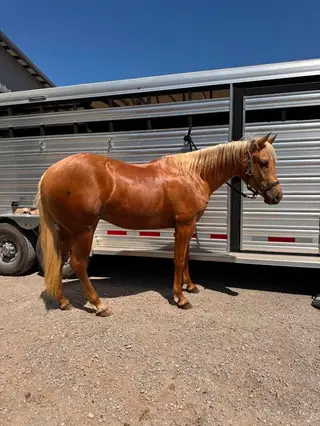 Jesses Nube Roja, 2 Year Old Sorrel Quarter Horse Gelding for Sale in Wilmore, KY