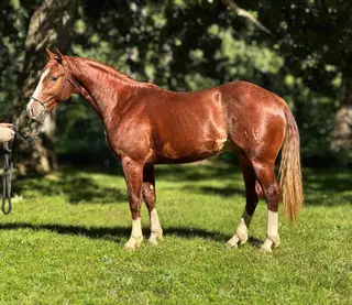 Hired Gunman, 2 Year Old Sorrel Quarter Horse Stallion for Sale in Gerald, MO