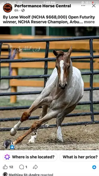 Broker, 1 Year Old Roan Quarter Horse Filly for Sale in Toronto