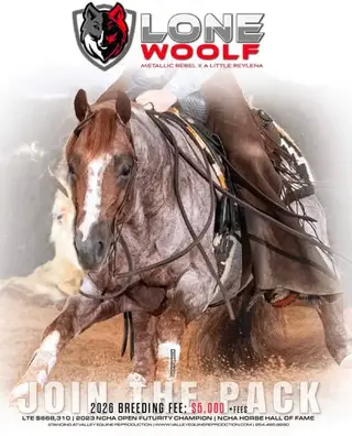 Broker, 1 Year Old Roan Quarter Horse Filly for Sale in Toronto, photo 2 of 5