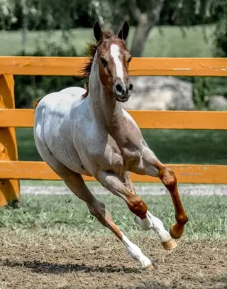 Broker, 1 Year Old Roan Quarter Horse Filly for Sale in Toronto, photo 3 of 5