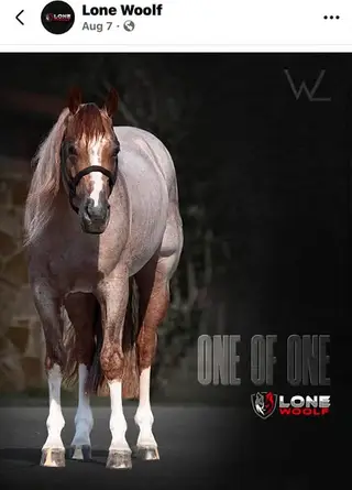 Broker, 1 Year Old Roan Quarter Horse Filly for Sale in Toronto, photo 4 of 5
