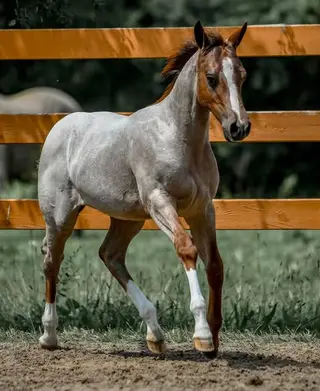 Broker, 1 Year Old Roan Quarter Horse Filly for Sale in Toronto, photo 5 of 5