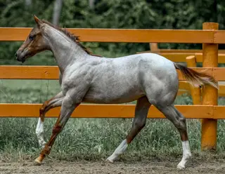 Broker, 1 Year Old Roan Quarter Horse Filly for Sale in Toronto, photo 4 of 5