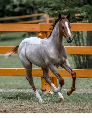 Broker, 1 Year Old Roan Quarter Horse Filly for Sale in Toronto, photo 5 of 5