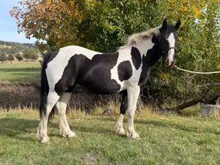 Romey, 1 Year Old Black Draft X Quarter Horse Filly for Sale in Hamilton, OR
