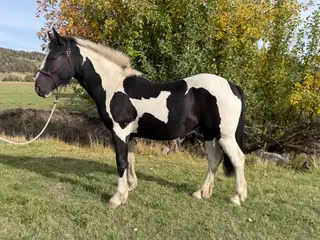 Romey, 1 Year Old Black Draft X Quarter Horse Filly for Sale in Hamilton, OR, photo 2 of 5