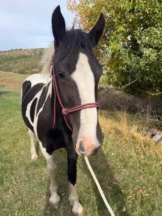 Romey, 1 Year Old Black Draft X Quarter Horse Filly for Sale in Hamilton, OR, photo 3 of 5