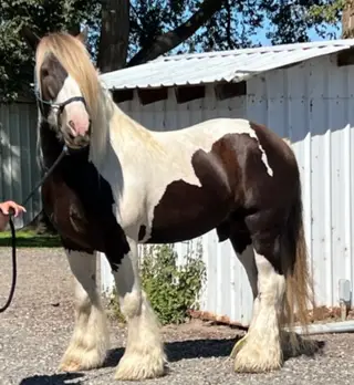 Romey, 1 Year Old Black Draft X Quarter Horse Filly for Sale in Hamilton, OR, photo 4 of 5