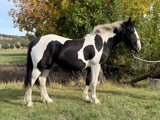 Romey, 1 Year Old Black Draft X Quarter Horse Filly for Sale in Hamilton, OR, photo 5 of 5