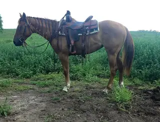 THR CRY ABOUT IT (Milly), 2 Year Old Red Dun Quarter Horse Mare for Sale in IA