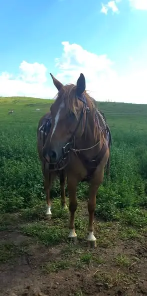 THR CRY ABOUT IT (Milly), 2 Year Old Red Dun Quarter Horse Mare for Sale in IA, photo 2 of 3