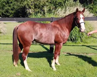 Pretty Boy Mojo, 3 Year Old Sorrel Quarter Horse Stallion for Sale in Murray, KY