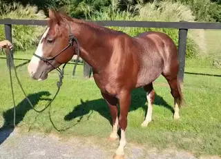 Pretty Boy Mojo, 3 Year Old Sorrel Quarter Horse Stallion for Sale in Murray, KY, photo 3 of 5