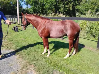 Pretty Boy Mojo, 3 Year Old Sorrel Quarter Horse Stallion for Sale in Murray, KY, photo 4 of 5