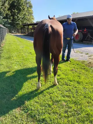 Pretty Boy Mojo, 3 Year Old Sorrel Quarter Horse Stallion for Sale in Murray, KY, photo 5 of 5