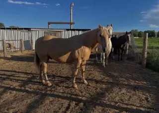 Sunny, 14 Year Old Palomino Quarter Horse Gelding for Sale in Thermopolis, WY, photo 2 of 3