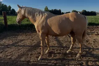 Sunny, 14 Year Old Palomino Quarter Horse Gelding for Sale in Thermopolis, WY, photo 3 of 3