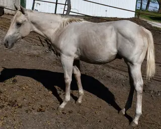 Boots, Foal Palomino Quarter Horse Colt for Sale in King City, MO, photo 2 of 3