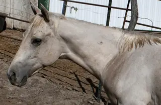 Boots, Foal Palomino Quarter Horse Colt for Sale in King City, MO, photo 3 of 3