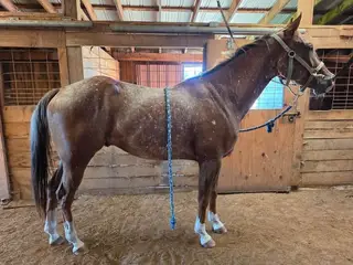On Stranger Tides (Ty), 4 Year Old Chestnut Sorrel Appaloosa Gelding for Sale in Pennellville, NY