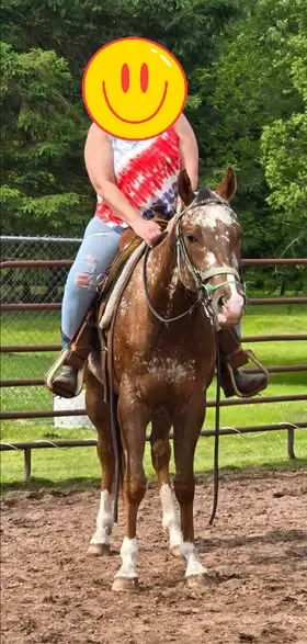 On Stranger Tides (Ty), 4 Year Old Chestnut Sorrel Appaloosa Gelding for Sale in Pennellville, NY, photo 2 of 4