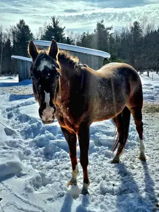 On Stranger Tides (Ty), 4 Year Old Chestnut Sorrel Appaloosa Gelding for Sale in Pennellville, NY, photo 3 of 4