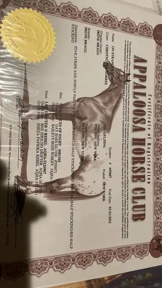 On Stranger Tides (Ty), 4 Year Old Chestnut Sorrel Appaloosa Gelding for Sale in Pennellville, NY, photo 4 of 4