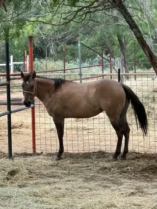 Grulla Quarter Horse Filly