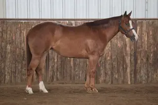 Lena Doc Meradas (Fanny Luv), 3 Year Old Sorrel Quarter Horse Mare for Sale in Carthage, MO