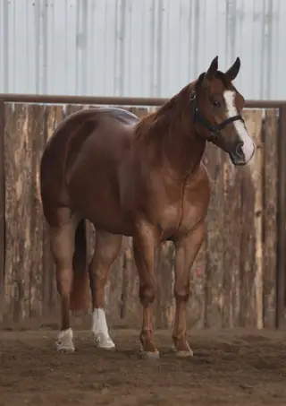 Lena Doc Meradas (Fanny Luv), 3 Year Old Sorrel Quarter Horse Mare for Sale in Carthage, MO, photo 2 of 3