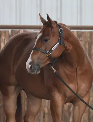 Lena Doc Meradas (Fanny Luv), 3 Year Old Sorrel Quarter Horse Mare for Sale in Carthage, MO, photo 3 of 3