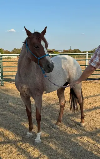 Red roan Quarter Horse Filly, 2 Year Old Red Roan Quarter Horse Filly for Sale in Weatherford, TX, photo 2 of 5