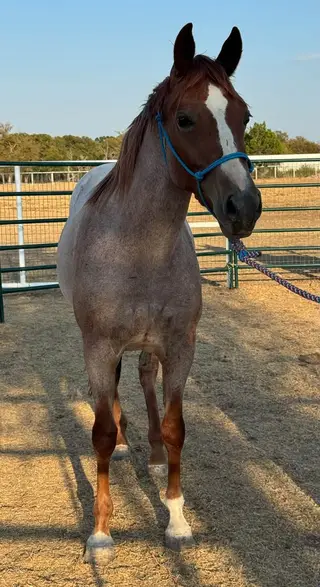 Red roan Quarter Horse Filly, 2 Year Old Red Roan Quarter Horse Filly for Sale in Weatherford, TX, photo 3 of 5