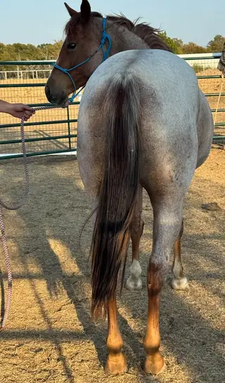 Red roan Quarter Horse Filly, 2 Year Old Red Roan Quarter Horse Filly for Sale in Weatherford, TX, photo 4 of 5
