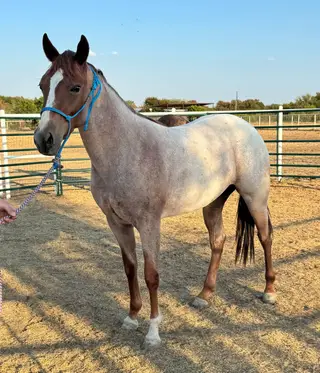 Red roan Quarter Horse Filly, 2 Year Old Red Roan Quarter Horse Filly for Sale in Weatherford, TX, photo 5 of 5