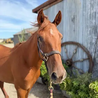 Drama, 5 Year Old Chestnut Mare for Sale