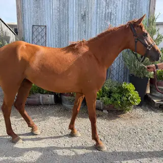 Drama, 5 Year Old Chestnut Mare for Sale, photo 2 of 4