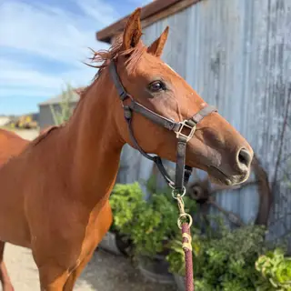 Drama, 5 Year Old Chestnut Mare for Sale, photo 3 of 4