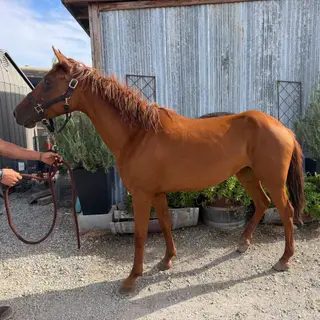 Drama, 5 Year Old Chestnut Mare for Sale, photo 4 of 4