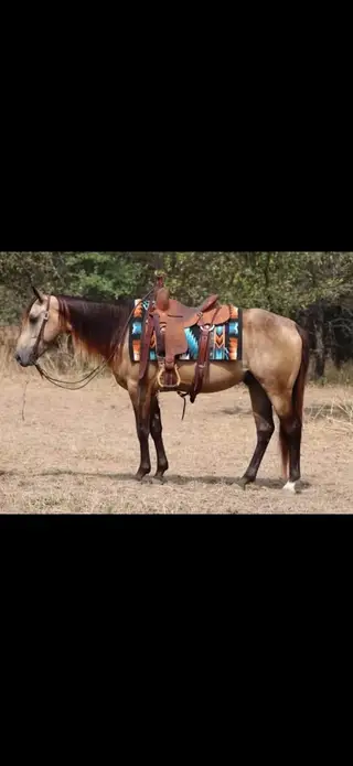 Dirty Cotten (Chow), 4 Year Old Buckskin Quarter Horse Gelding for Sale in Mineral Wells, TX