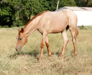 Filly by Blu Hot Boon, Foal Red Roan Quarter Horse Filly for Sale in Omaha, TX