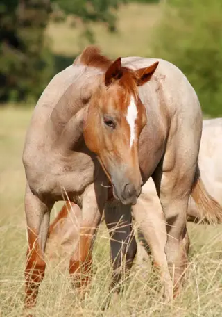 Filly by Blu Hot Boon, Foal Red Roan Quarter Horse Filly for Sale in Omaha, TX, photo 2 of 5