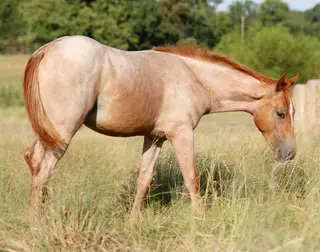 Filly by Blu Hot Boon, Foal Red Roan Quarter Horse Filly for Sale in Omaha, TX, photo 3 of 5