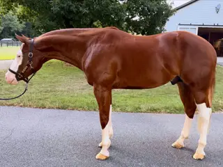 Gun Shy Colonel, 4 Year Old Sorrel Quarter Horse Gelding for Sale in GA