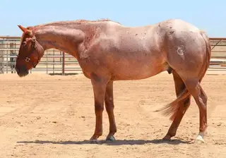 Flingin Dirt (Solo), 3 Year Old Red Roan Quarter Horse Gelding for Sale in Paso Robles, CA, photo 2 of 5
