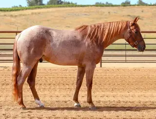 Flingin Dirt (Solo), 3 Year Old Red Roan Quarter Horse Gelding for Sale in Paso Robles, CA