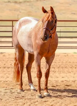 Flingin Dirt (Solo), 3 Year Old Red Roan Quarter Horse Gelding for Sale in Paso Robles, CA, photo 3 of 5