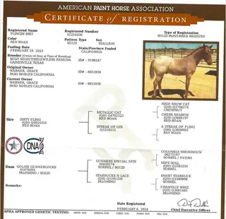 Flingin Dirt (Solo), 3 Year Old Red Roan Quarter Horse Gelding for Sale in Paso Robles, CA, photo 5 of 5
